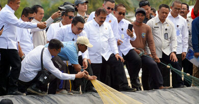 Menteri Imipas-Kepala KSP Panen Raya Udang Vaname Nusakambangan, Siap Tembus Pasar AS